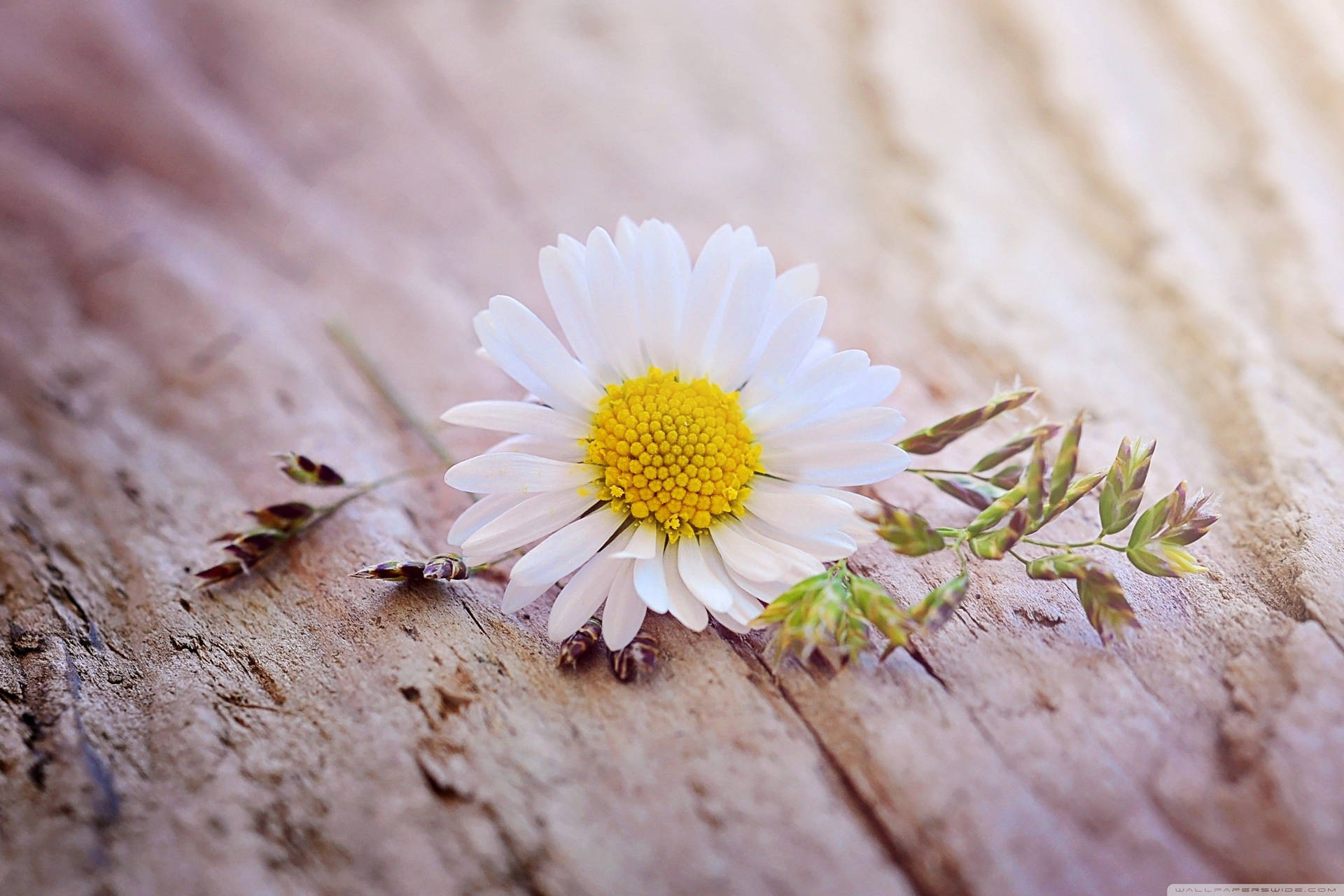 White Daisy Aesthetic Wooden Table Background