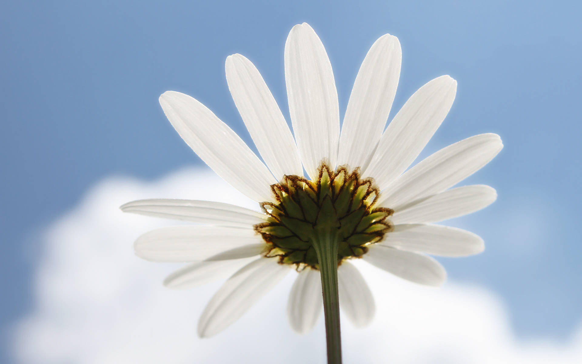 White Daisy & Bright Sky