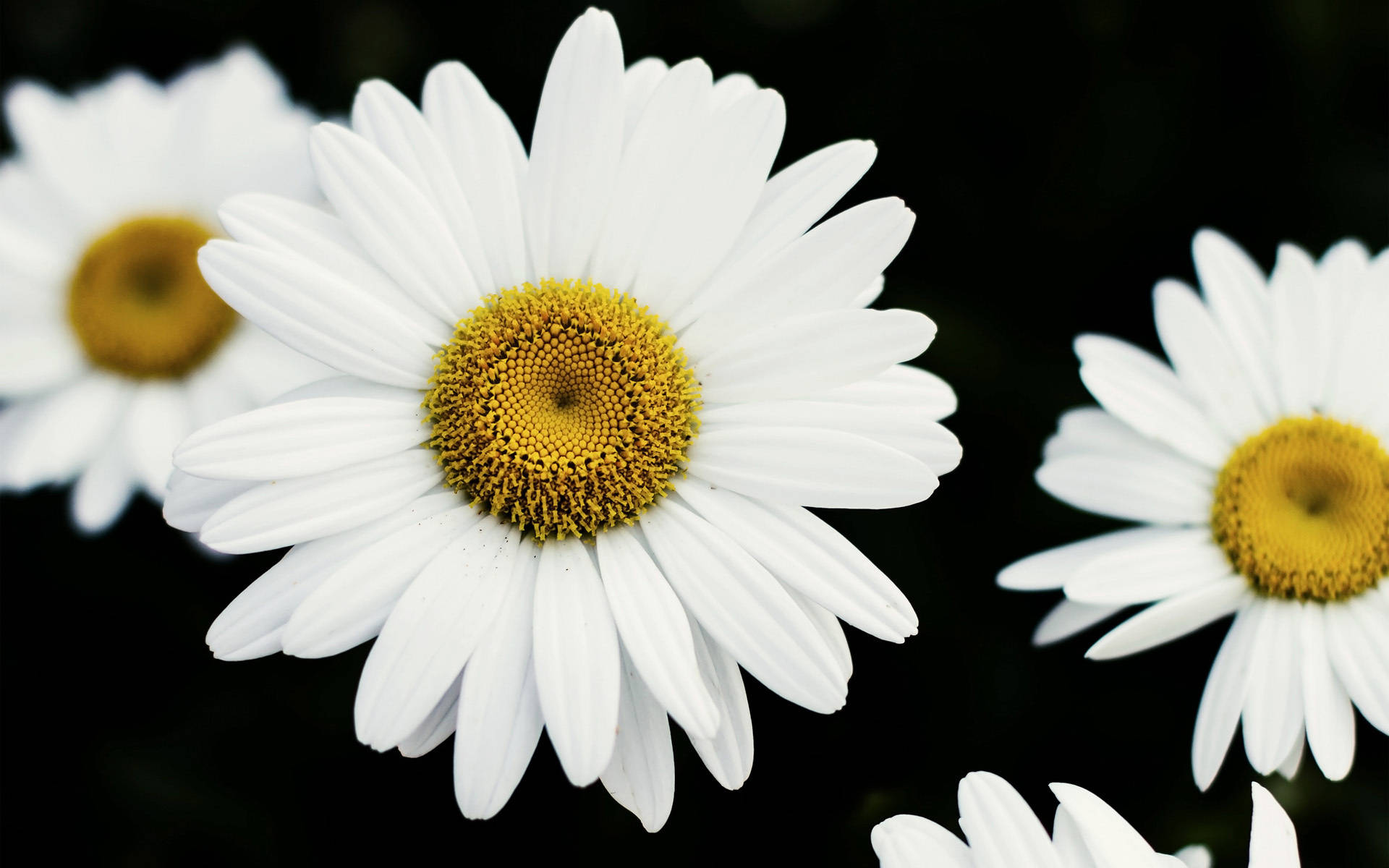 White Daisy Flower Background