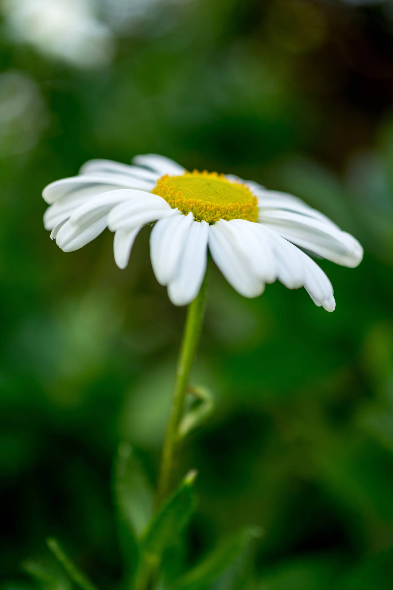 White Daisy Flower Android