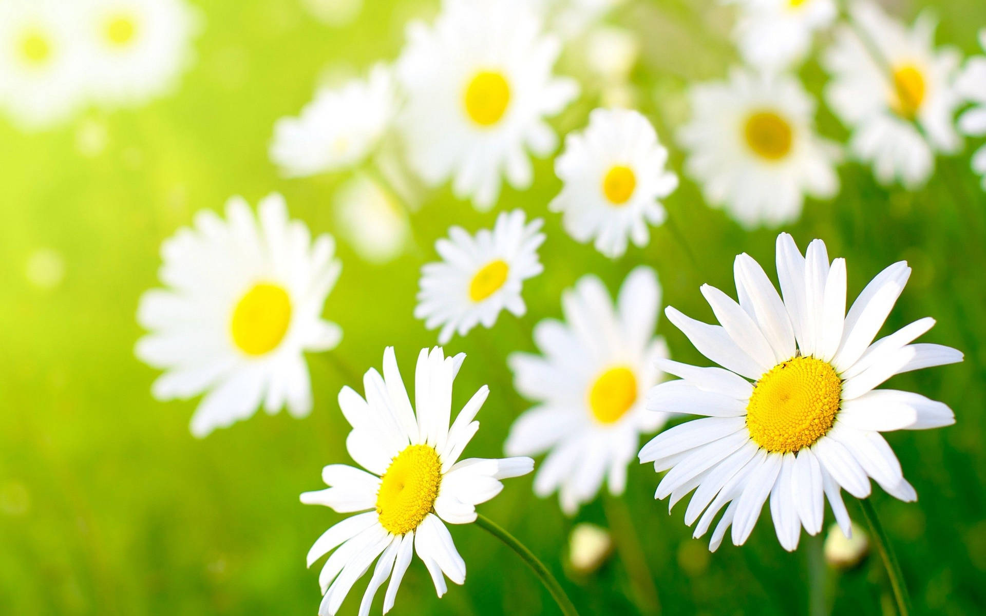 White Daisy Flower Desktop Background