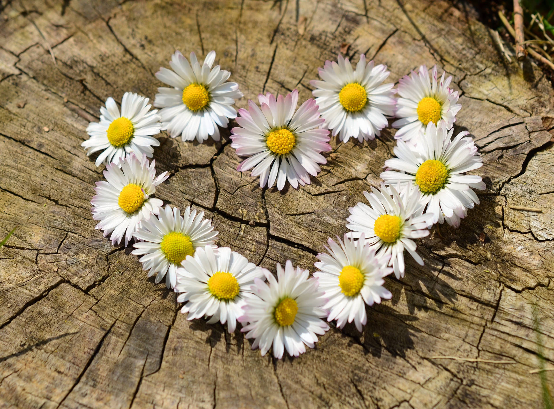 White Daisy Flower Heart Background