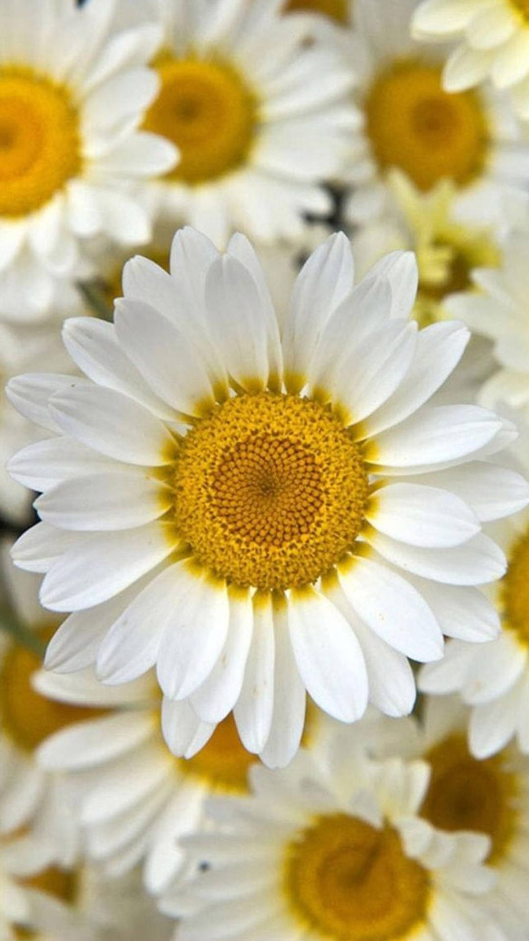 White Daisy Flower Iphone Background