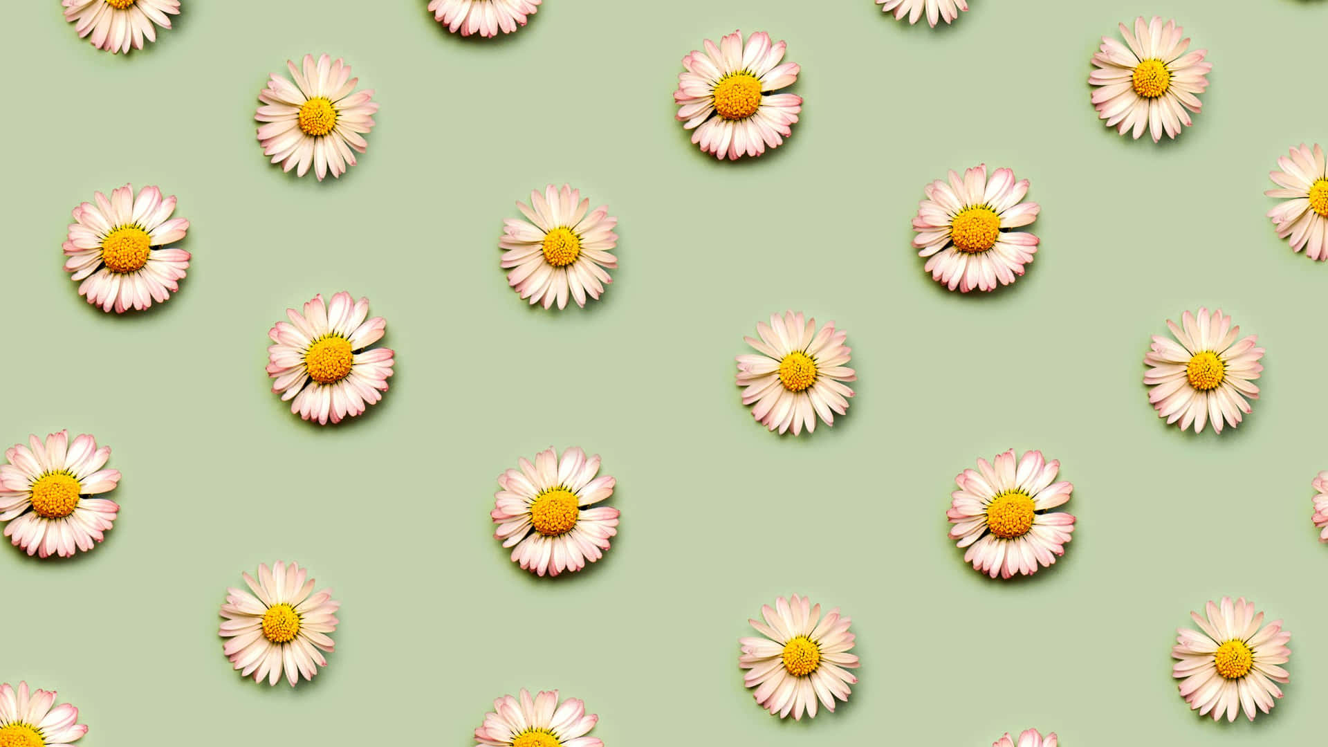 White Daisy Flower Patterns Sage Green Laptop Background