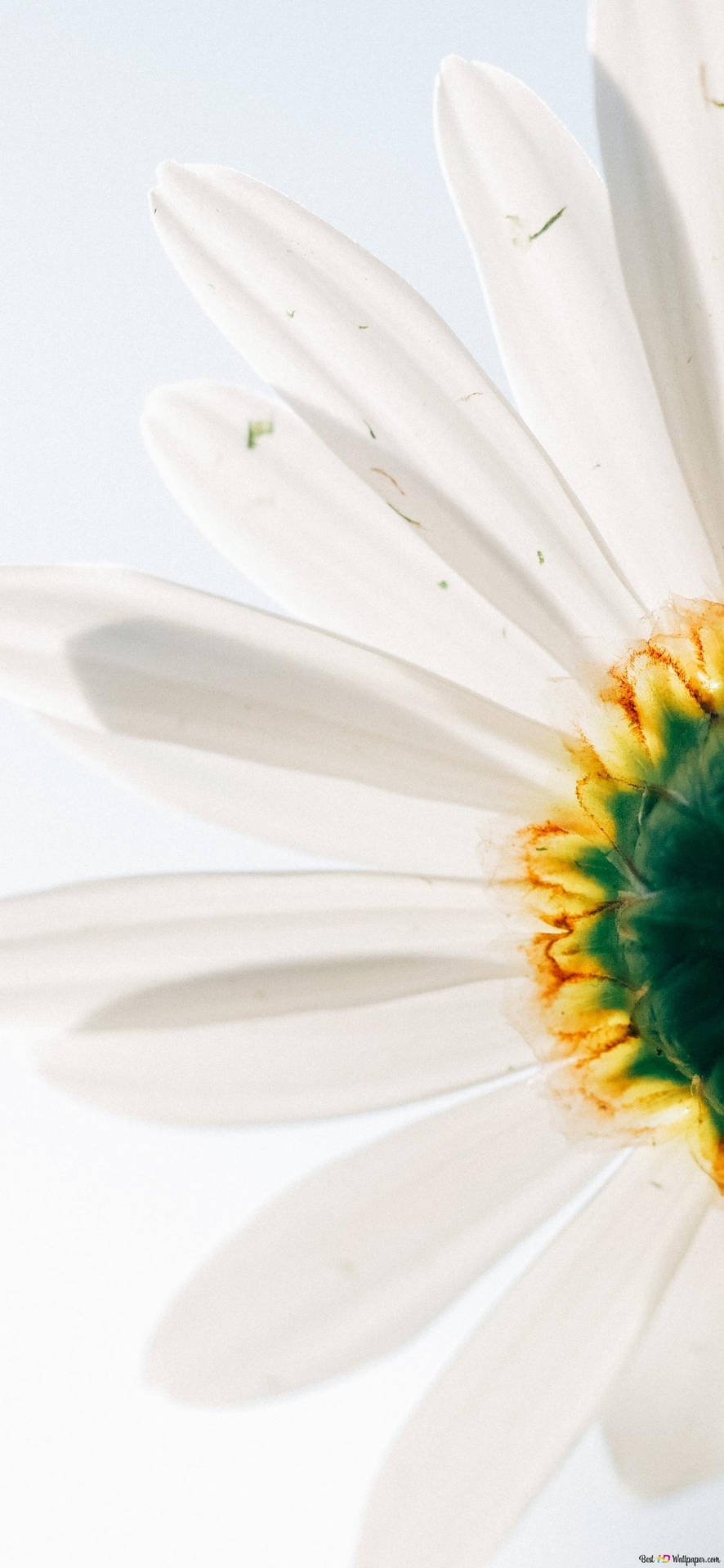 White Daisy Flower Up-close Iphone Background