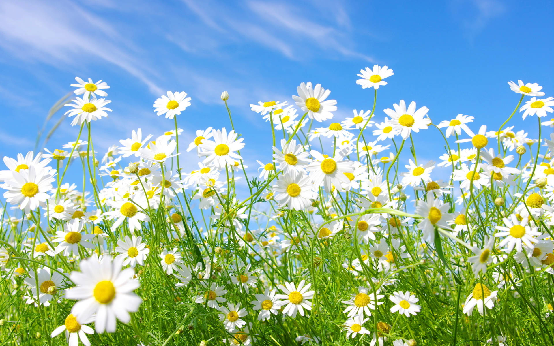 White Daisy Flowerbed Background
