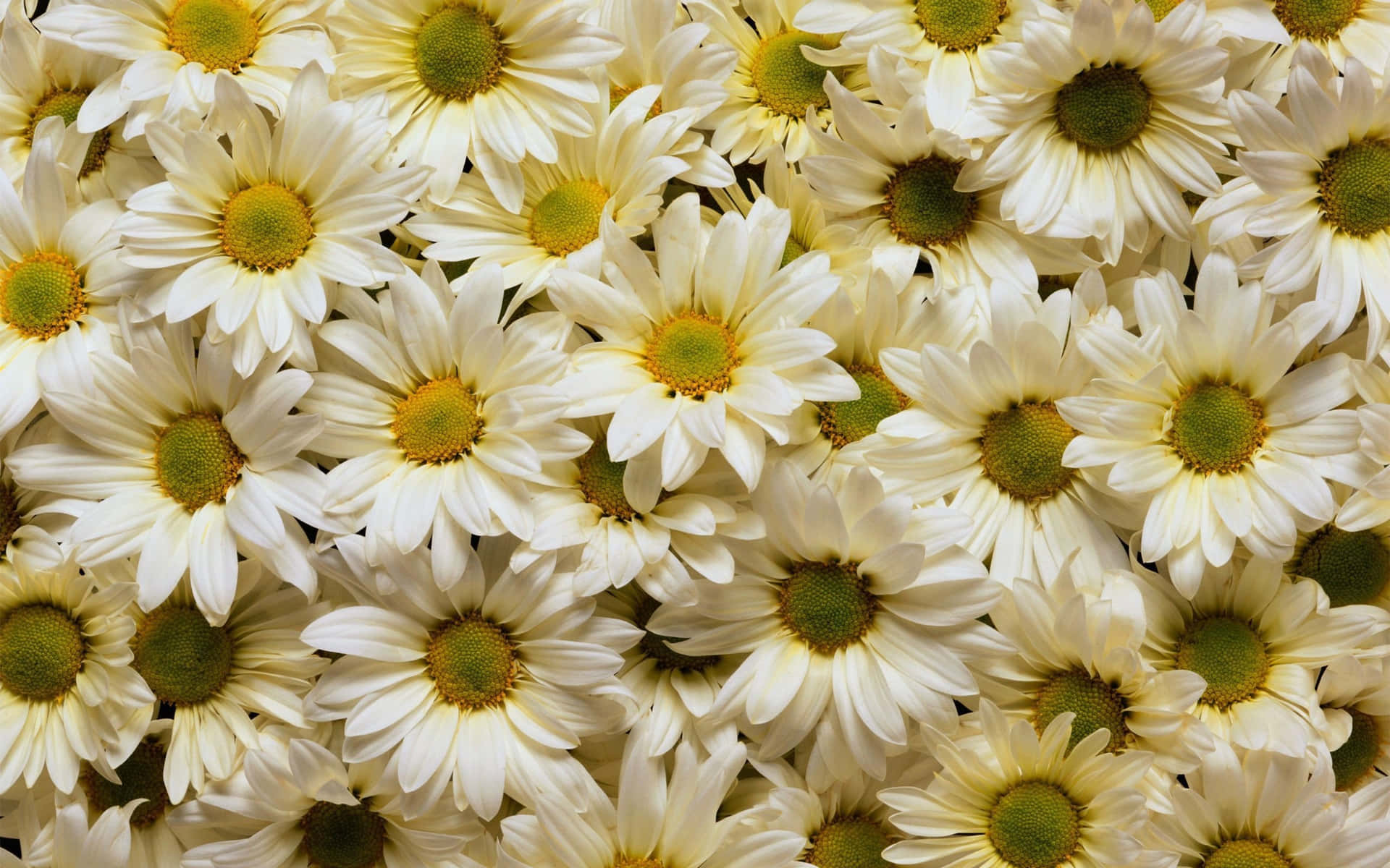 White Daisy Flowers Laptop Background