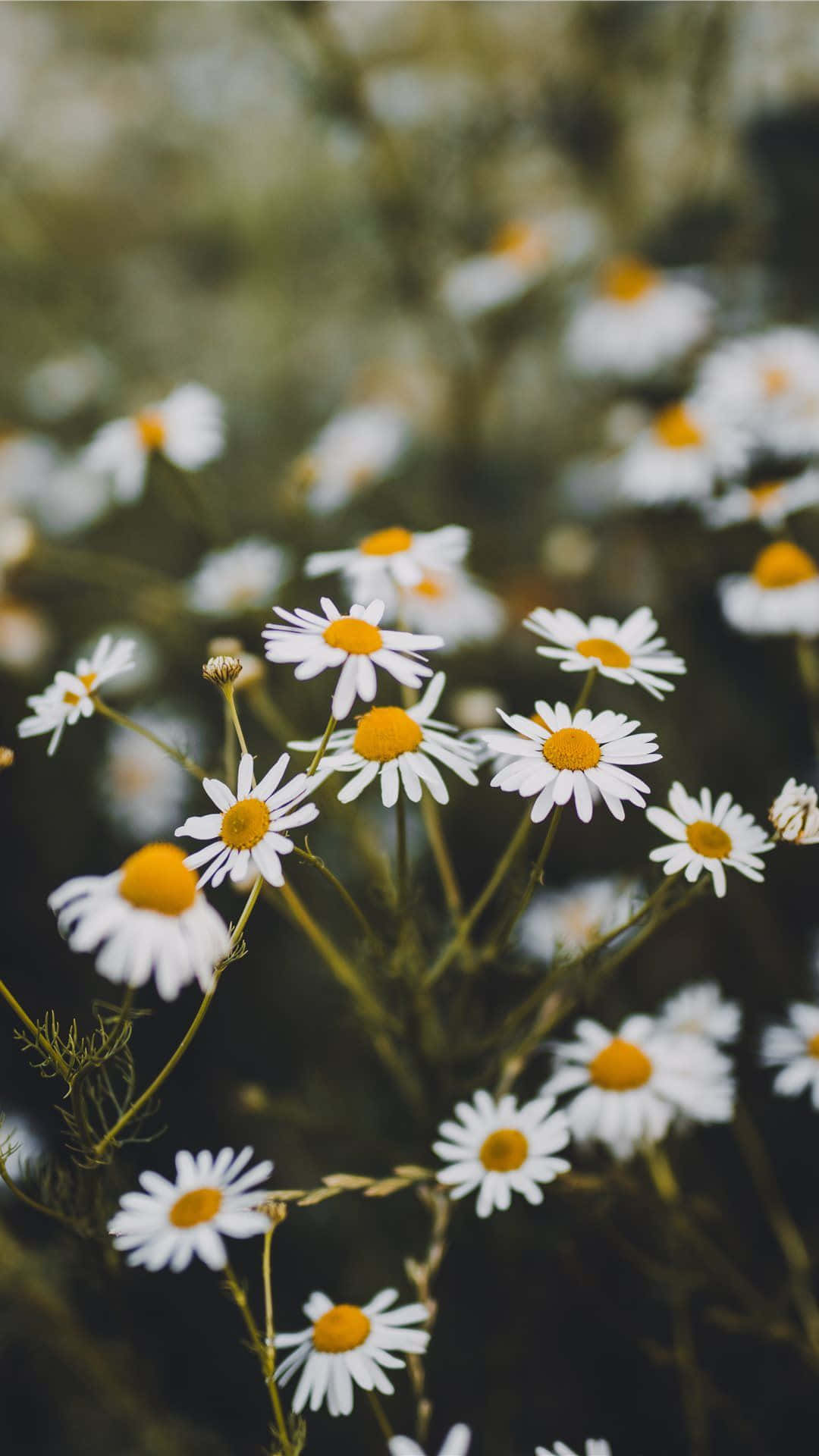 White Daisy In A Navy Blue Background Background