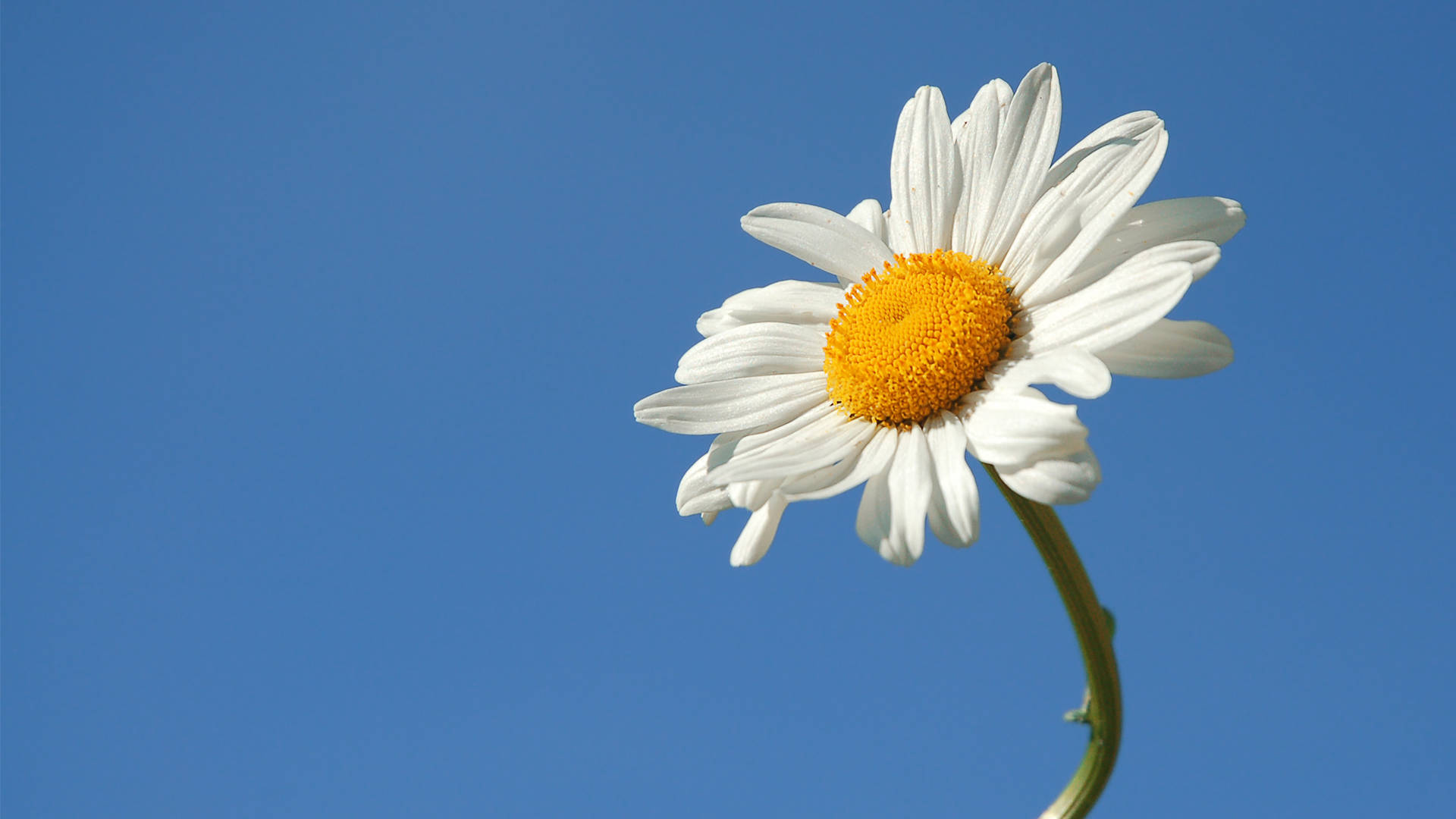 White Daisy In Blue Background
