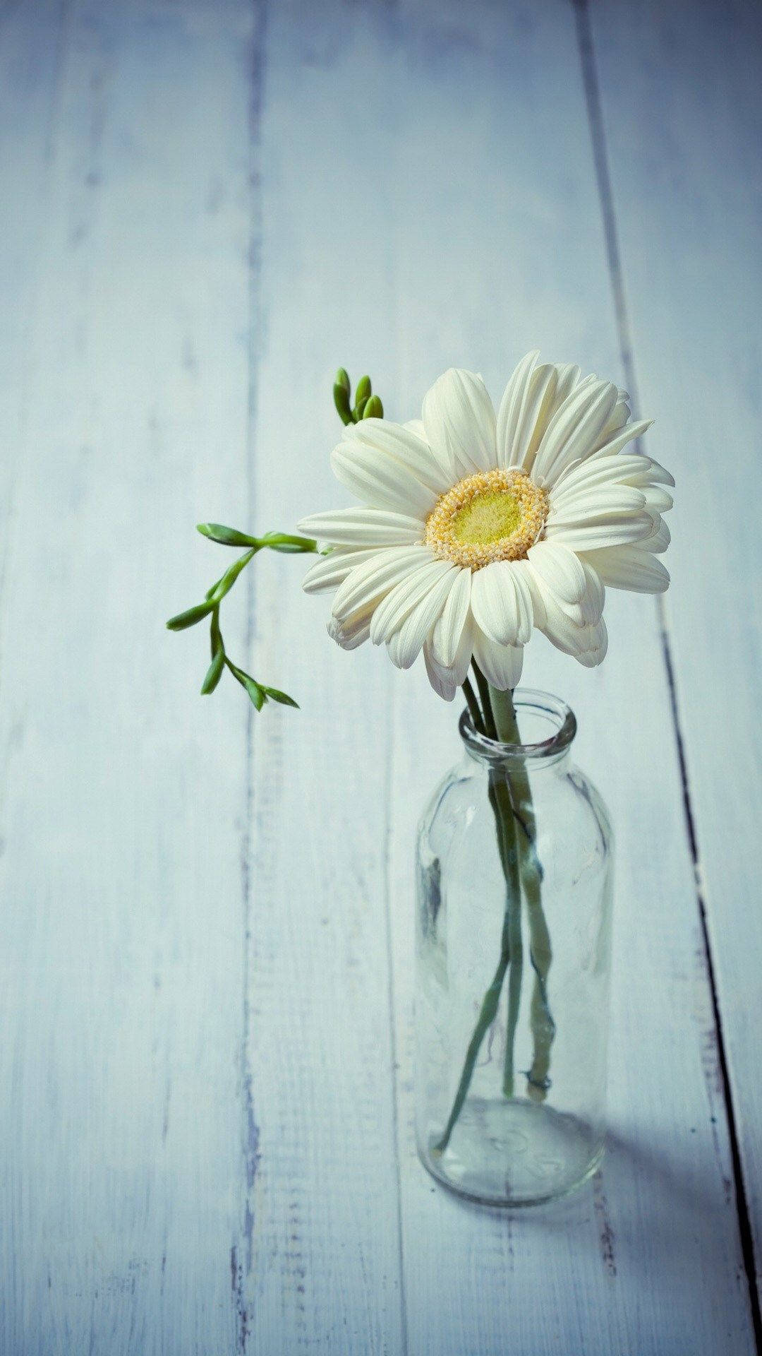 White Daisy Iphone In A Bottle Background