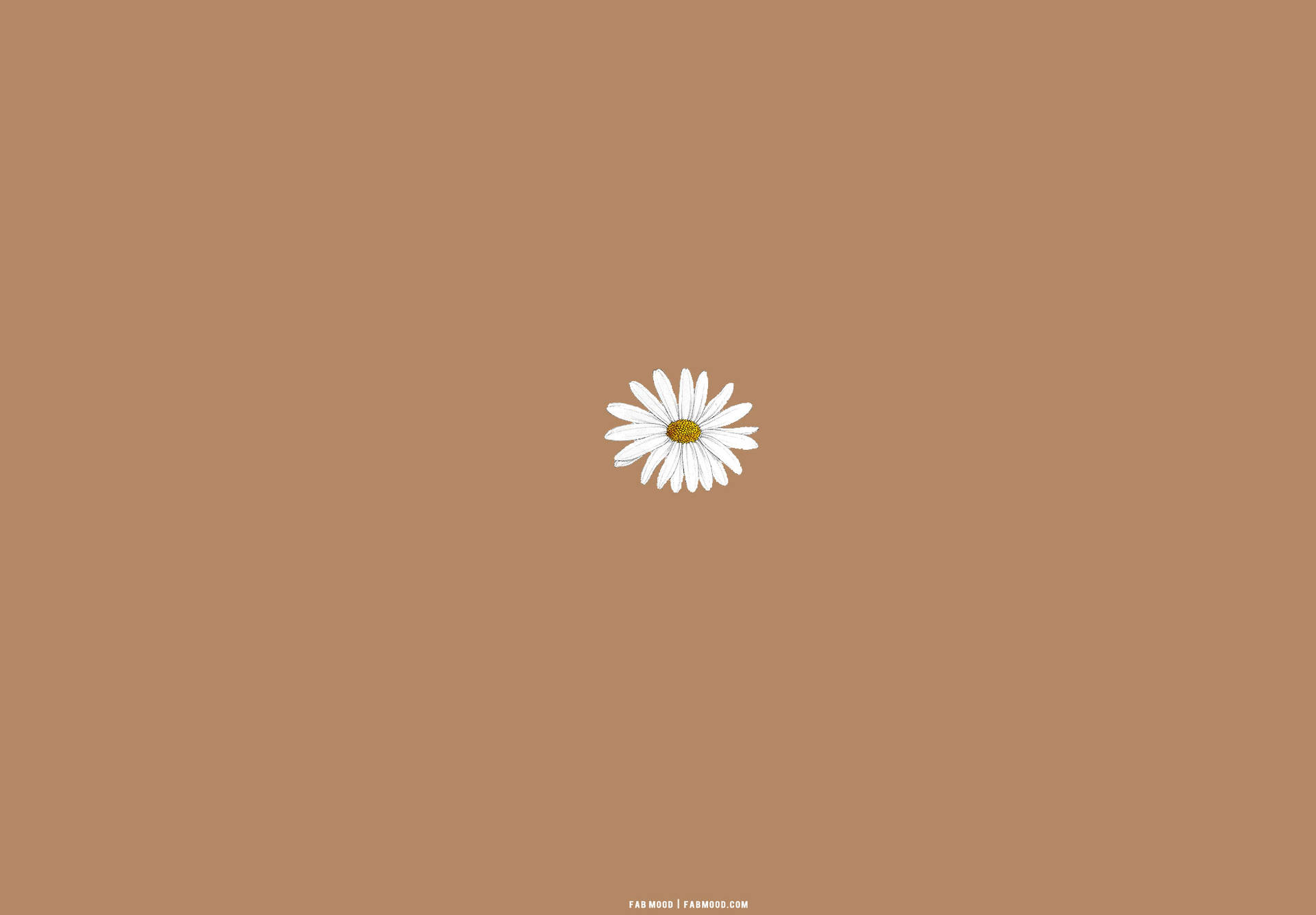 White Daisy On Beige Brown Aesthetic