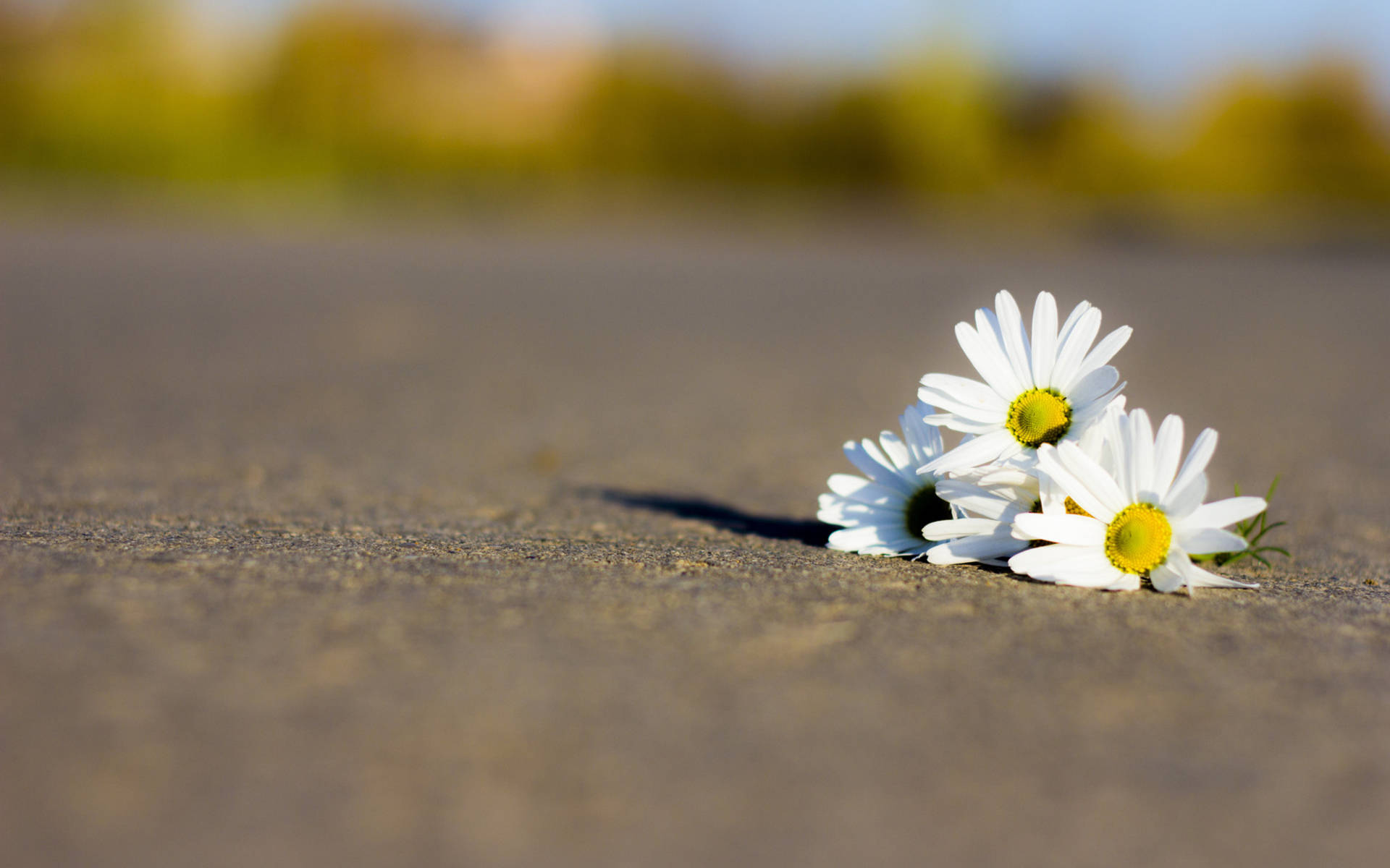 White Daisy Photography Background