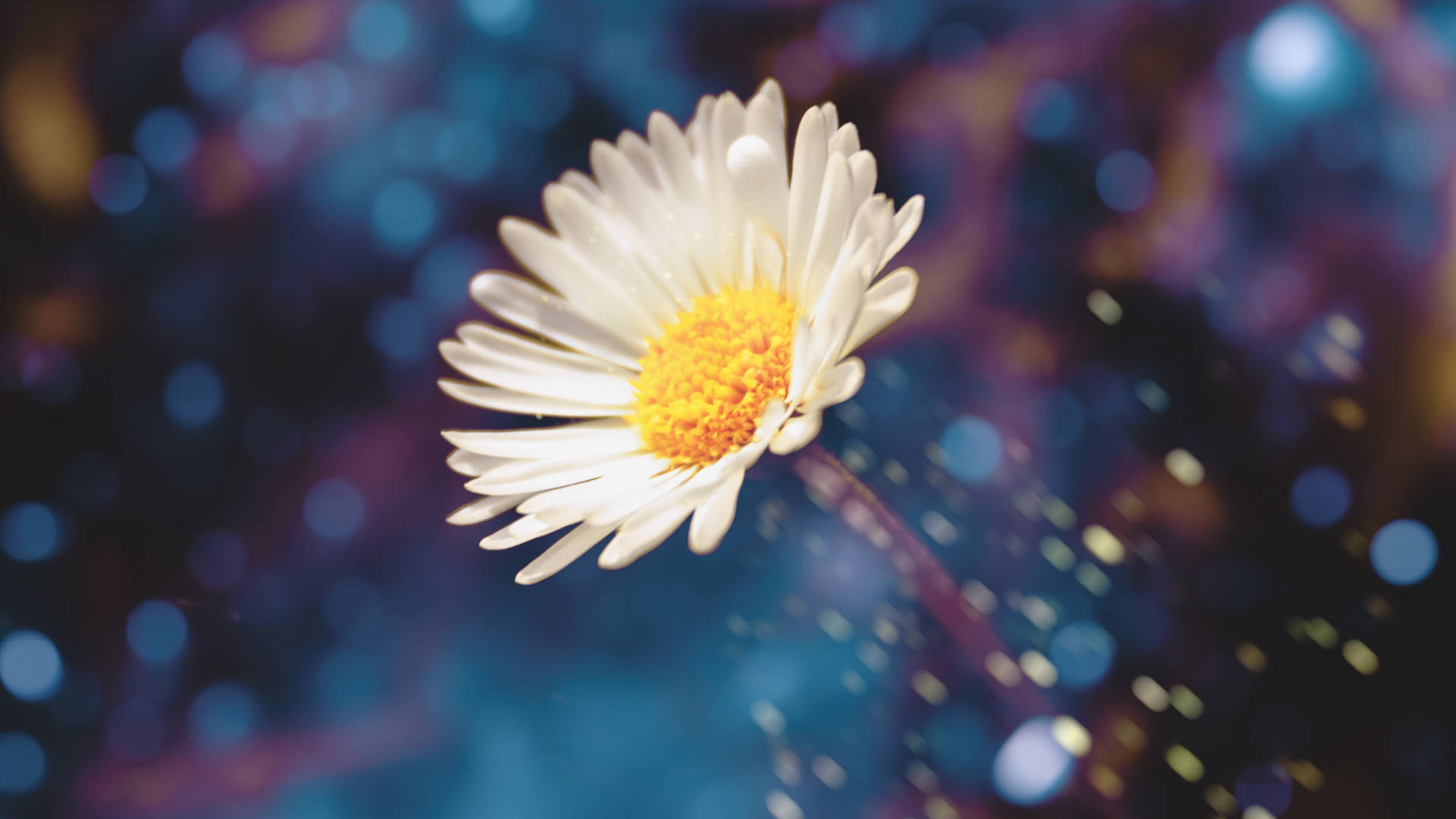 White Daisy With Bokeh Effects Background