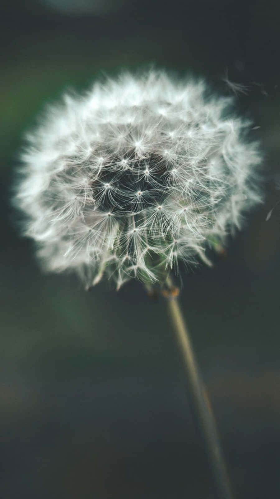 White Dandelion Flower Relaxing Iphone