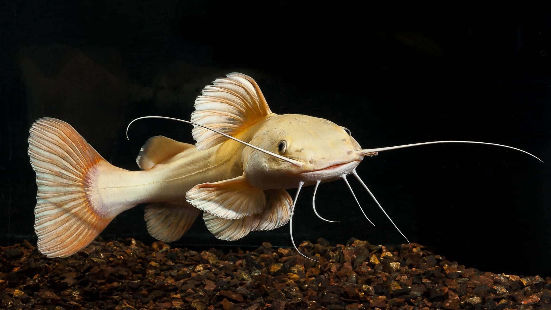 White Distinct Catfish Background