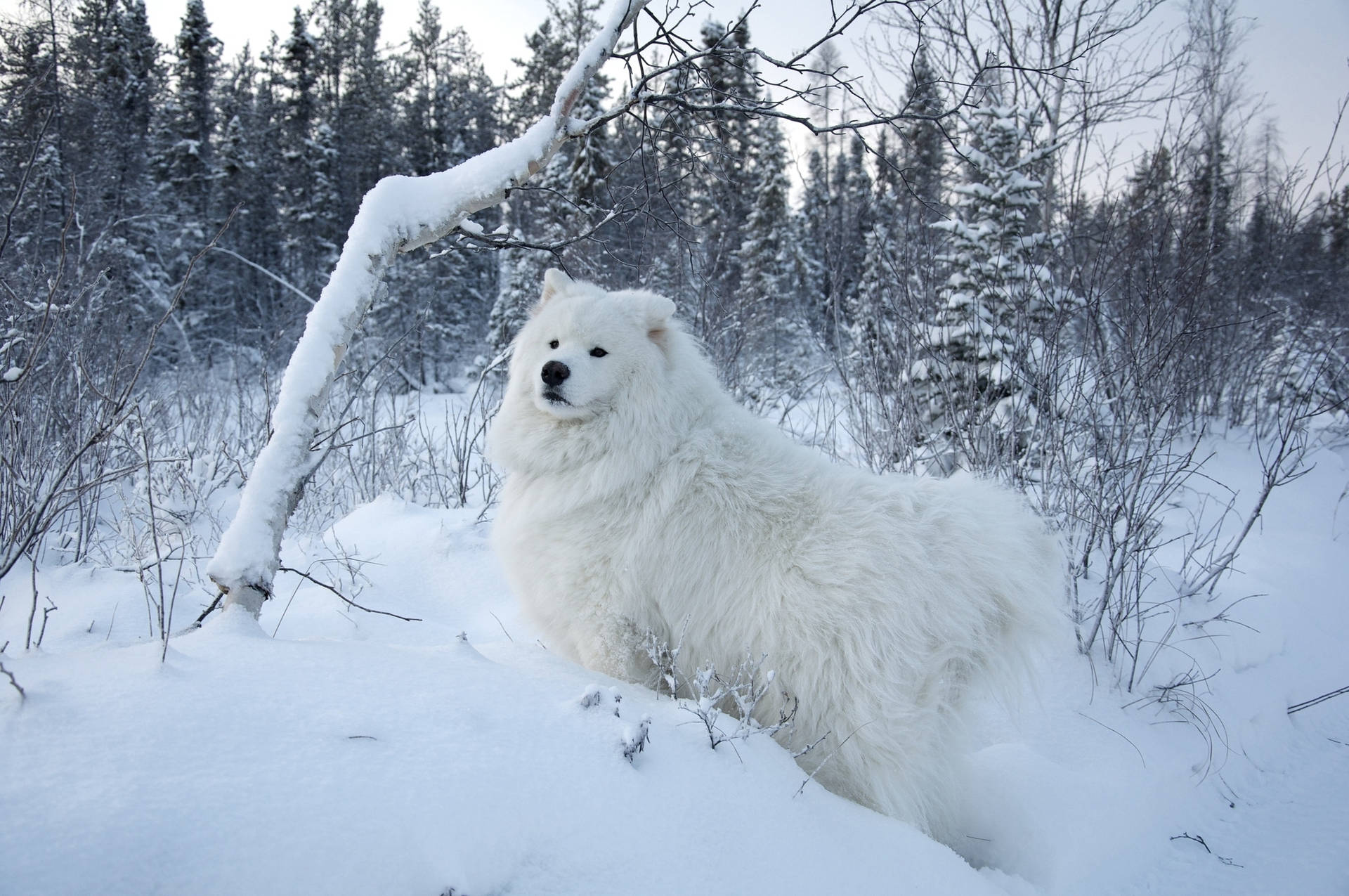 White Dog In Winter Background