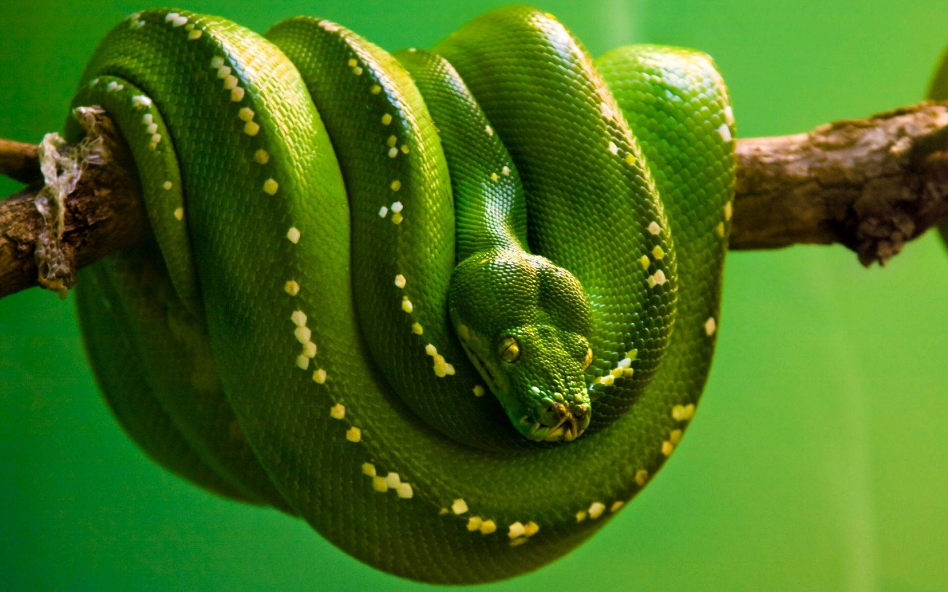 White Dotted Green Snake Background