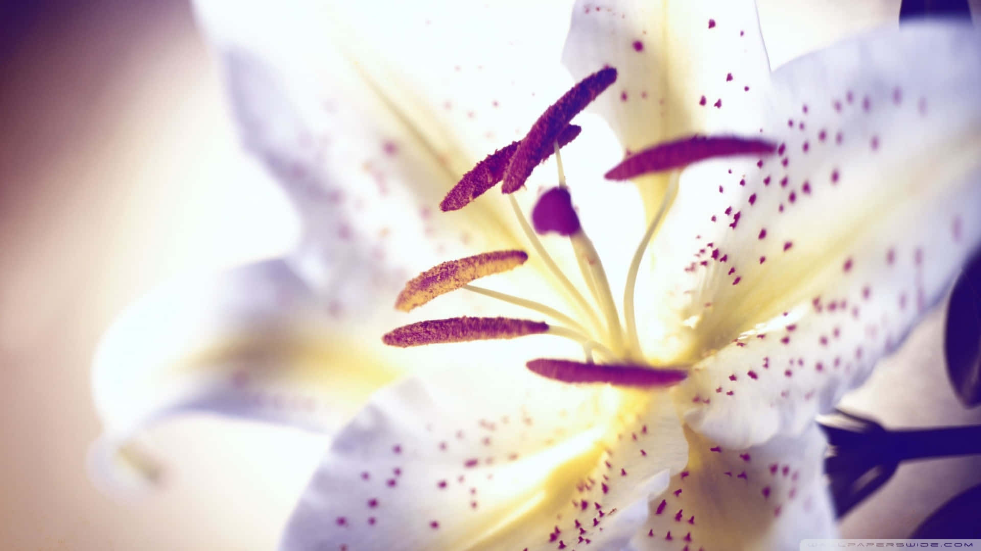 White Dotted Purple Lily Background