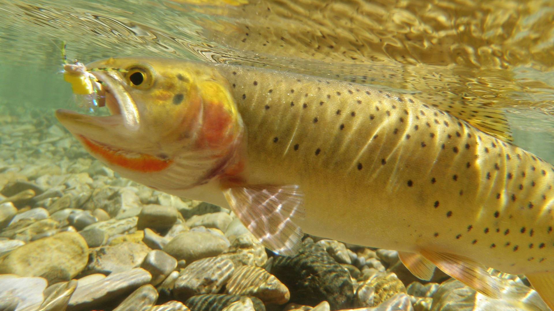 White-dotted Trout