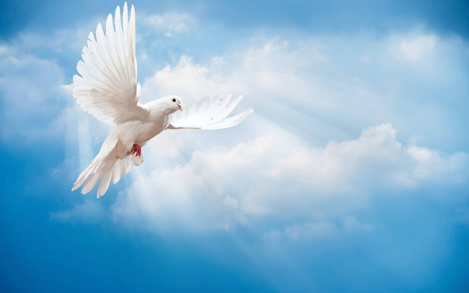 White Dove And Blue Sky Background