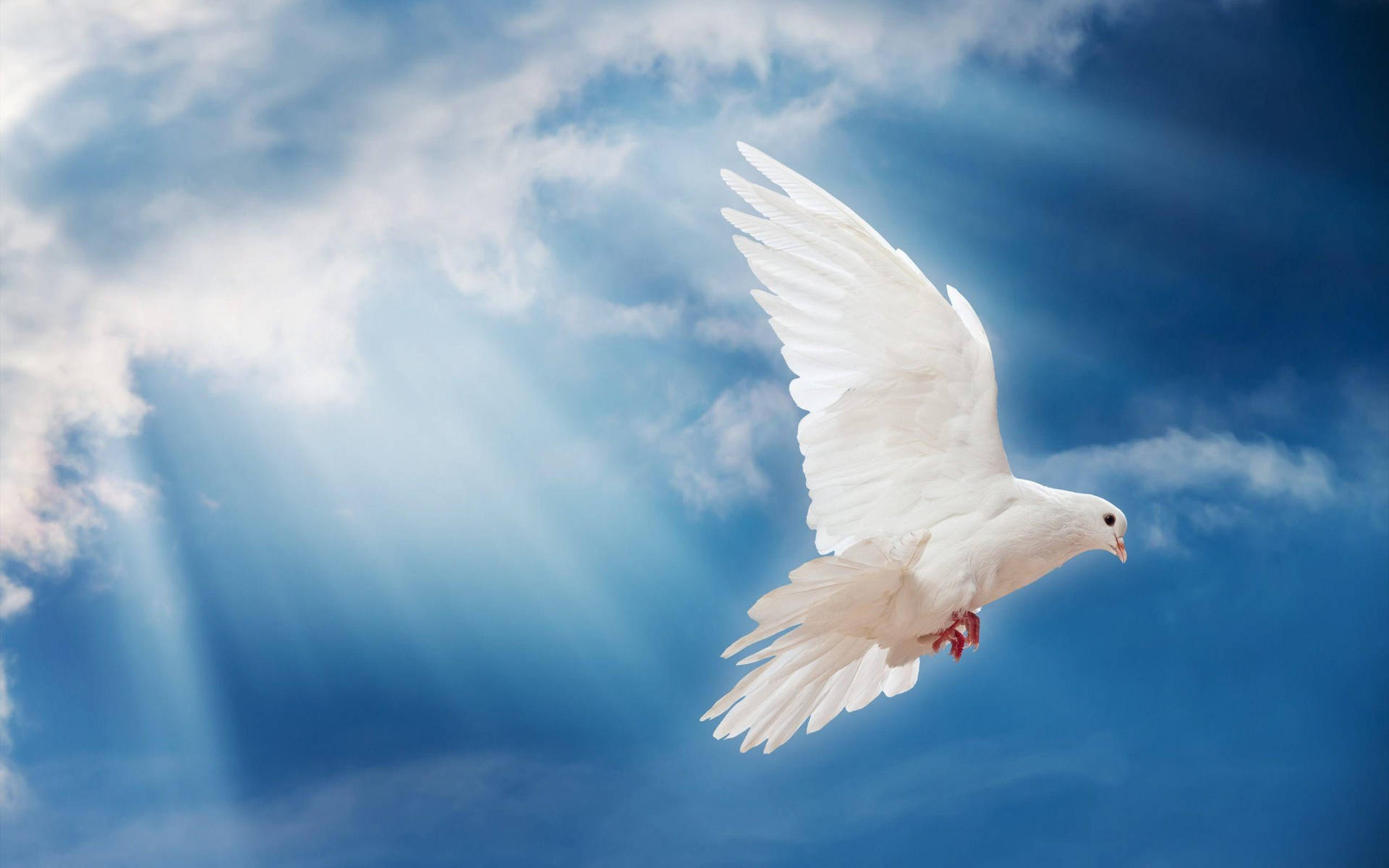 White Dove And Sun Rays Background