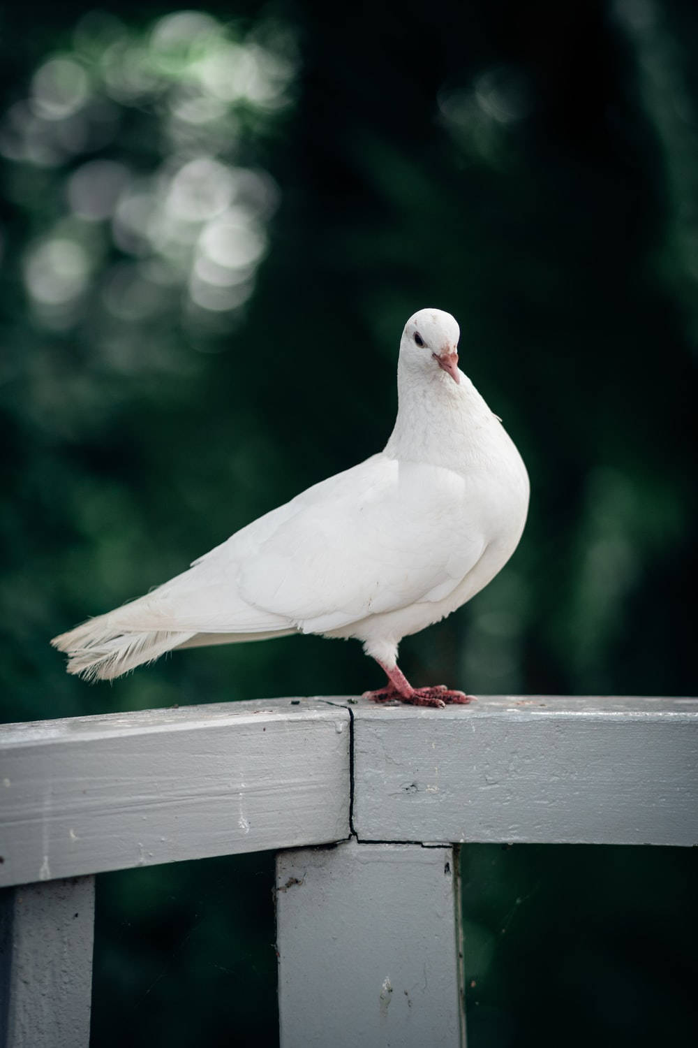 White Dove Bird On Wooden Platform Bokeh Effect Background