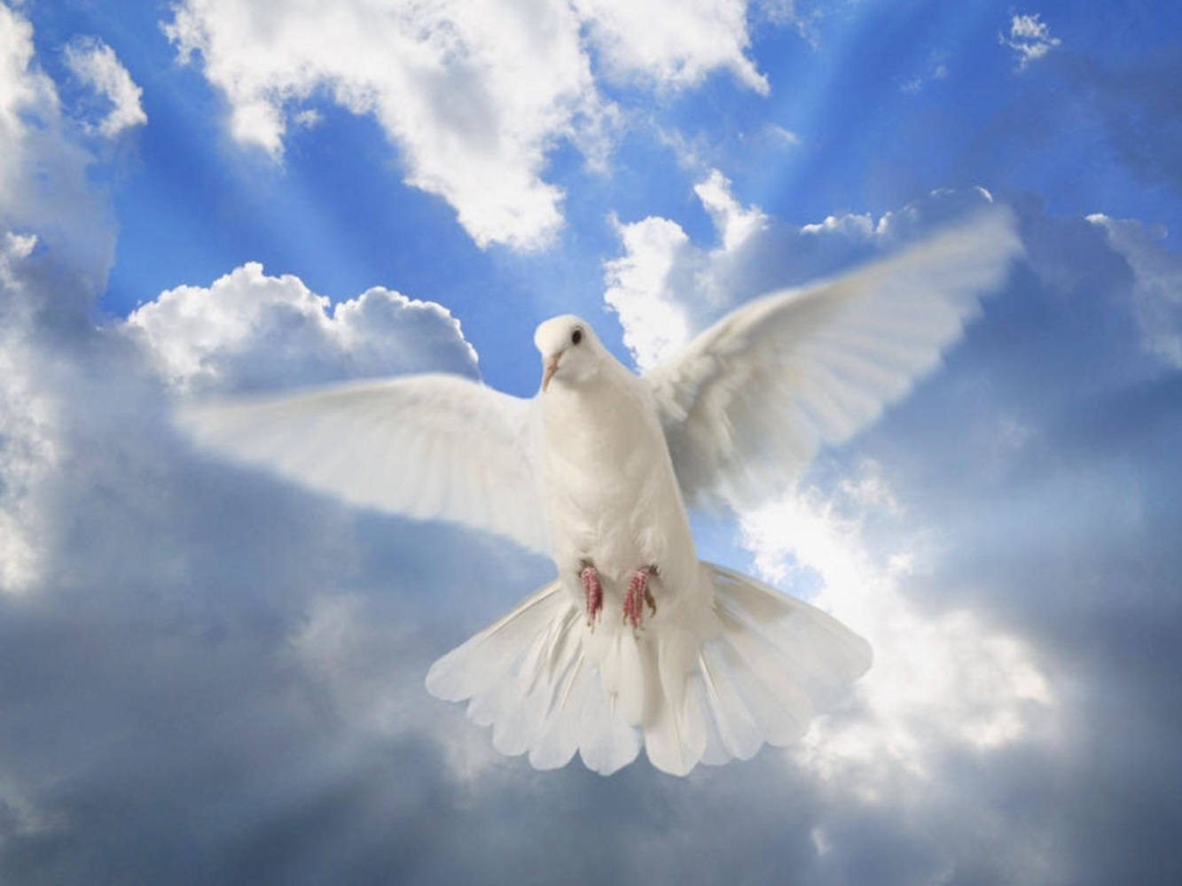 White Dove Bird Under Clouds Background