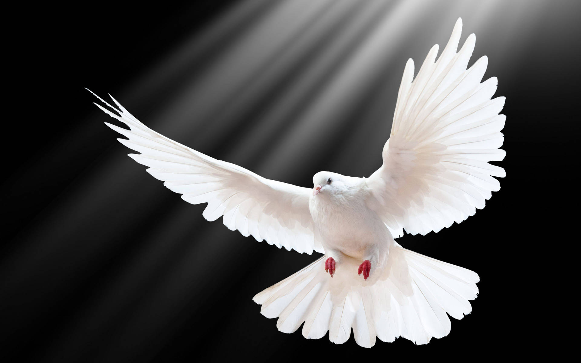 White Dove Bird With Sun Rays Background