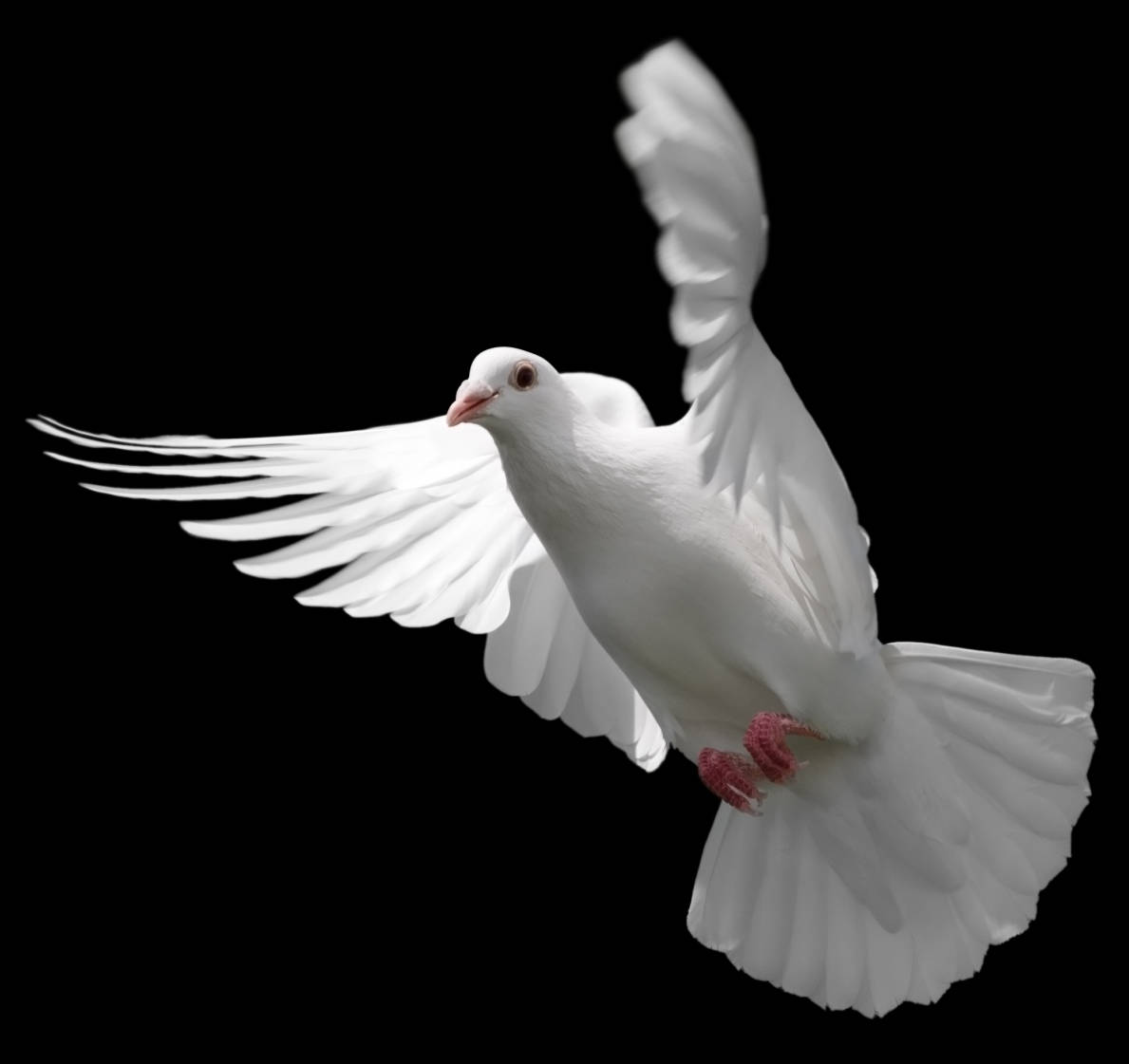 White Dove Flapping Its Wings Background