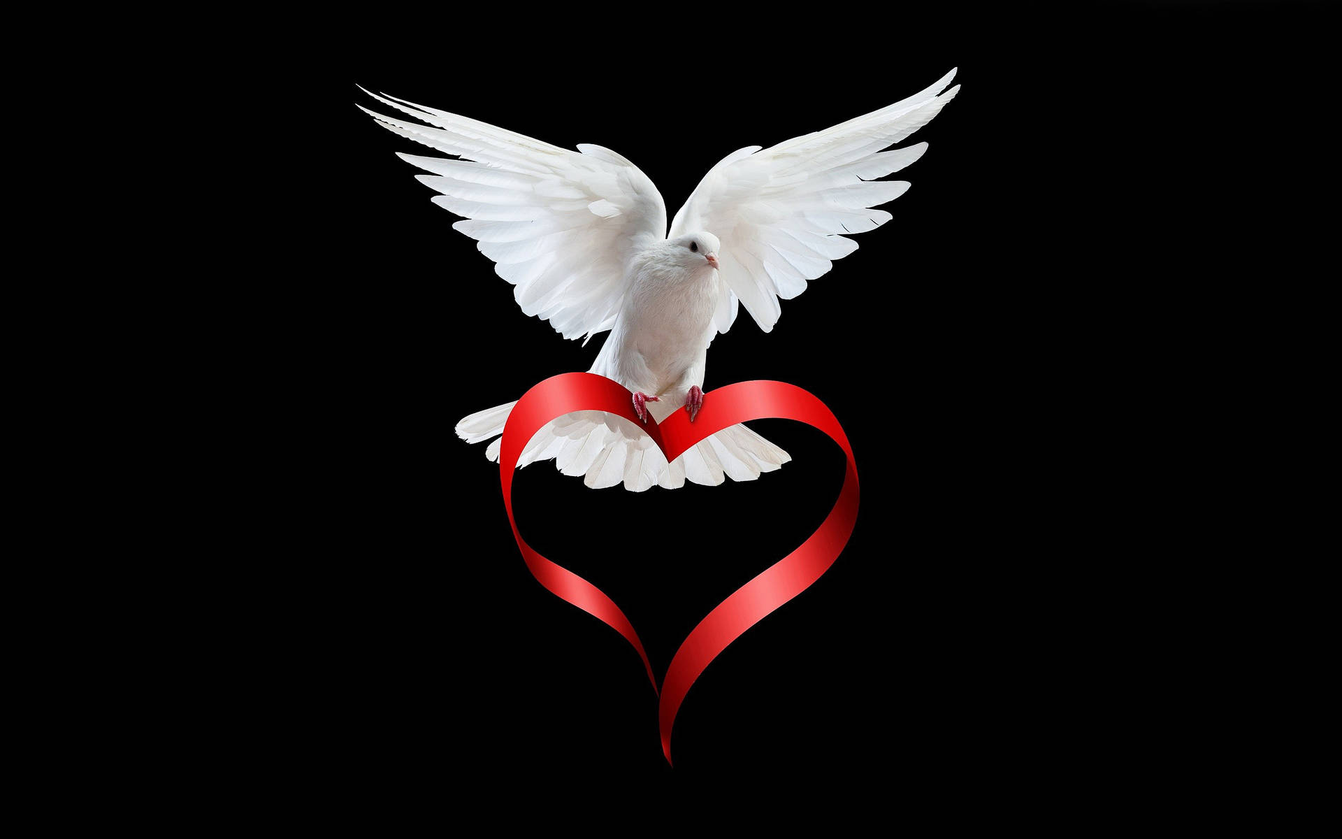 White Dove Holding A Red Heart Background