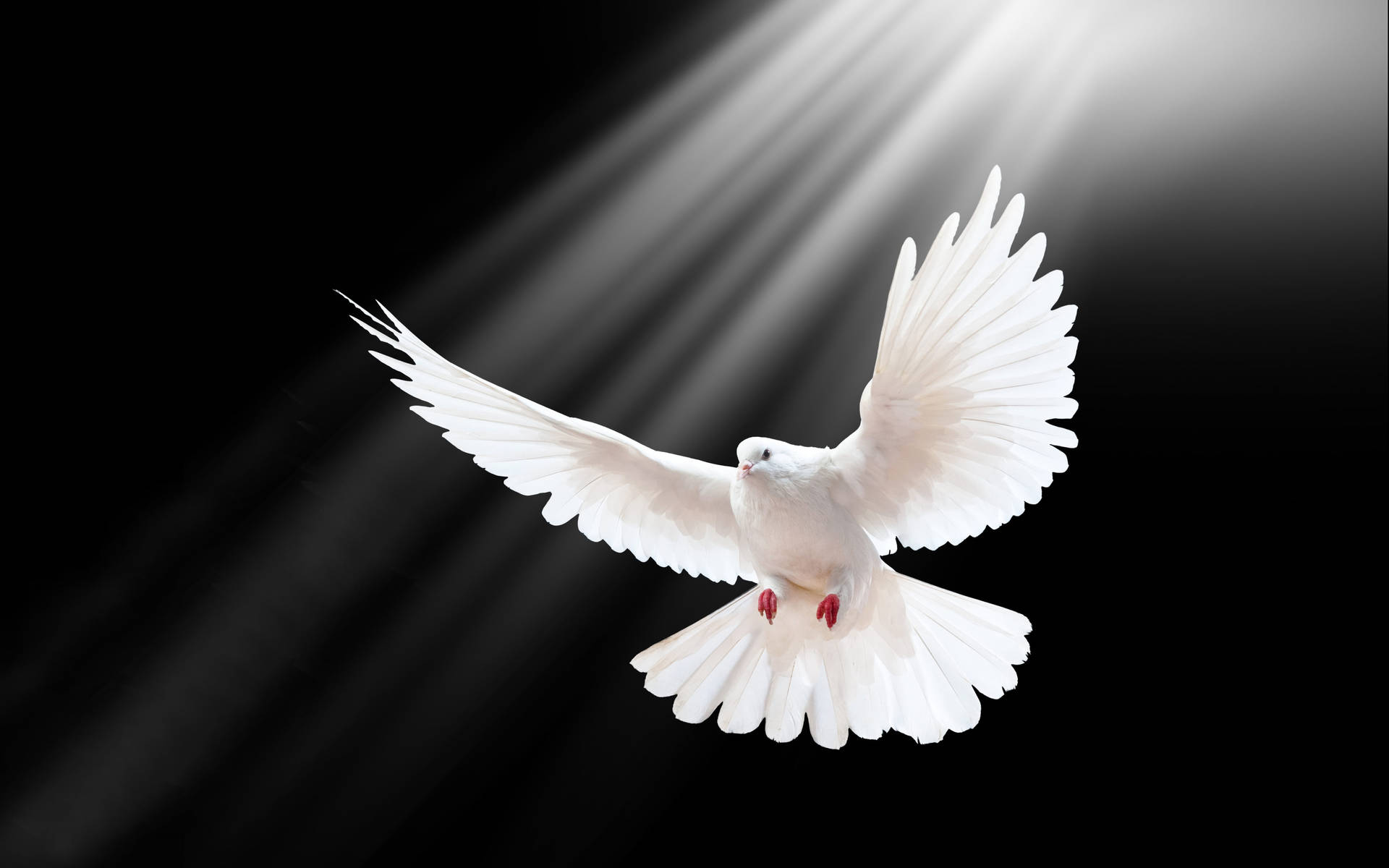 White Dove In-flight Background