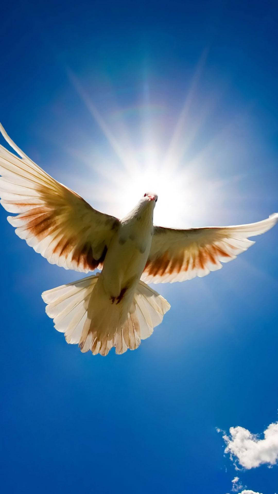 White Dove In The Sky Background