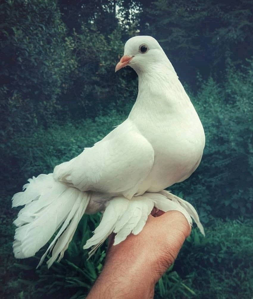 White Dove On A Hand Background