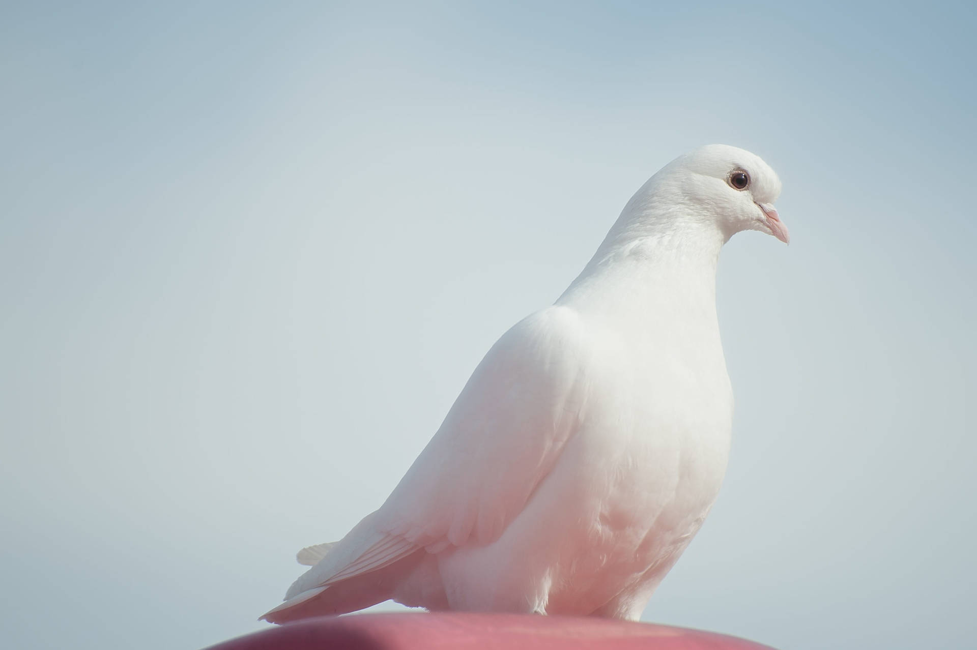 White Dove Side-view Shot Background