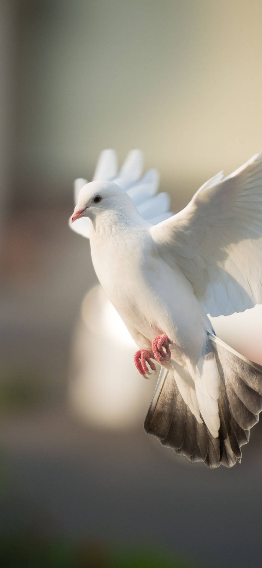 White Dove With Black Tail Feathers Background