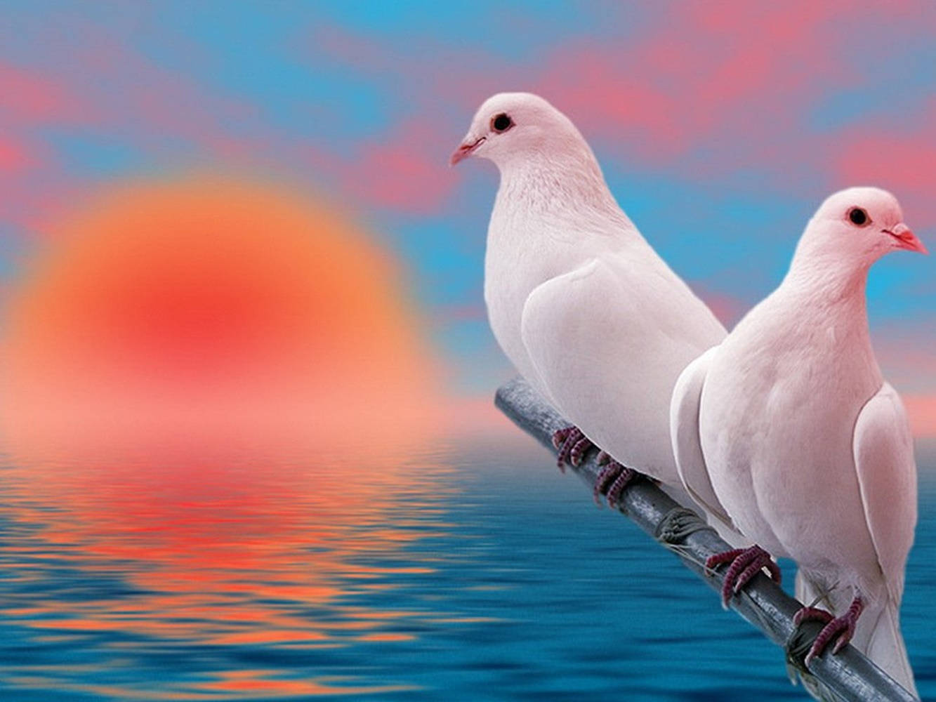 White Doves At Sunset With Pastel Clouds Background