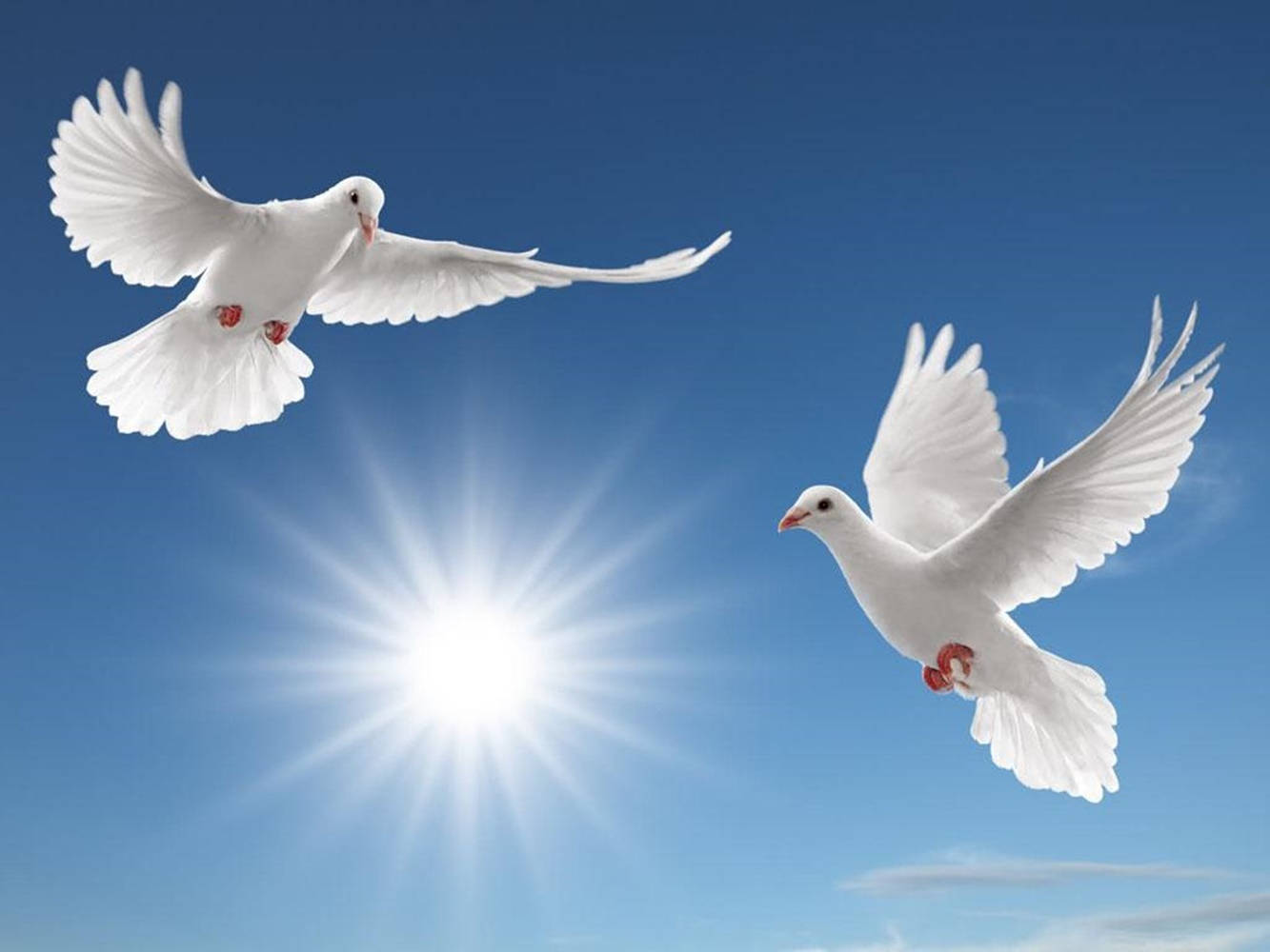 White Doves Under The Sun Background