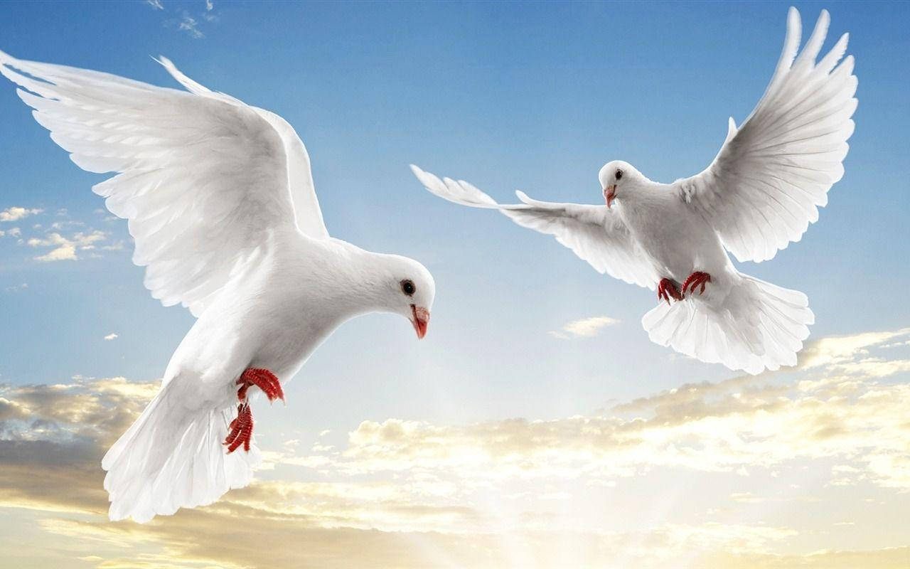 White Doves World Peace Background