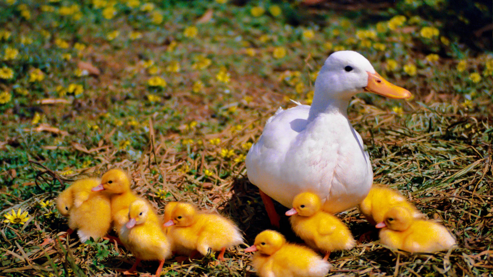 White Duck And Ducklings Background