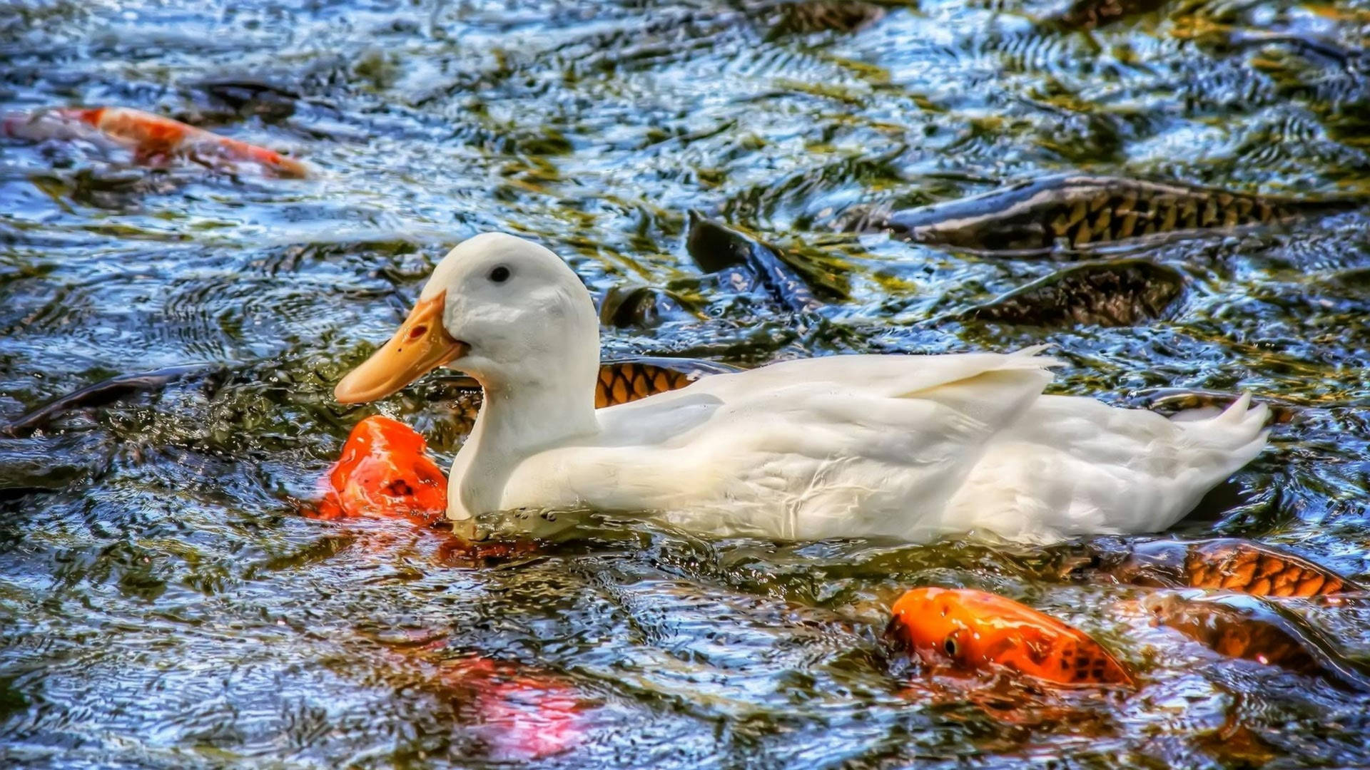 White Duck And Fishes Background