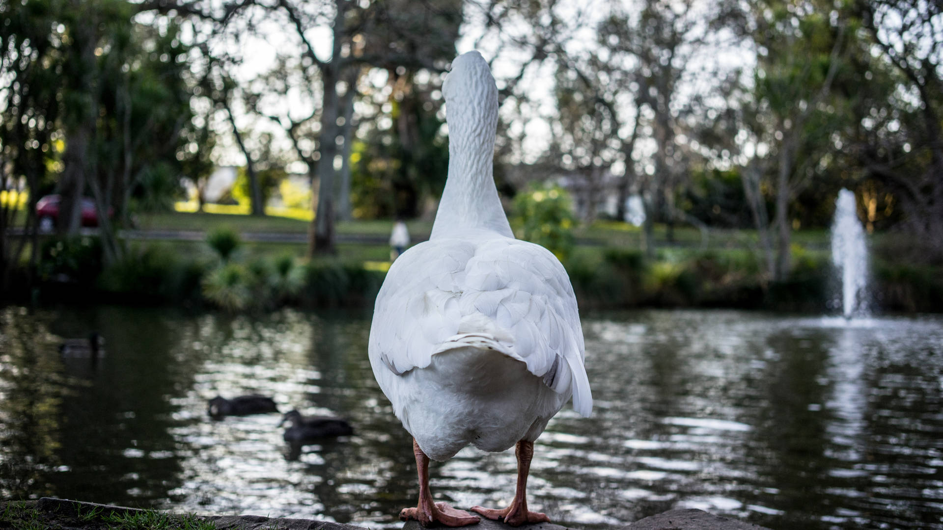 White Duck Back View Background