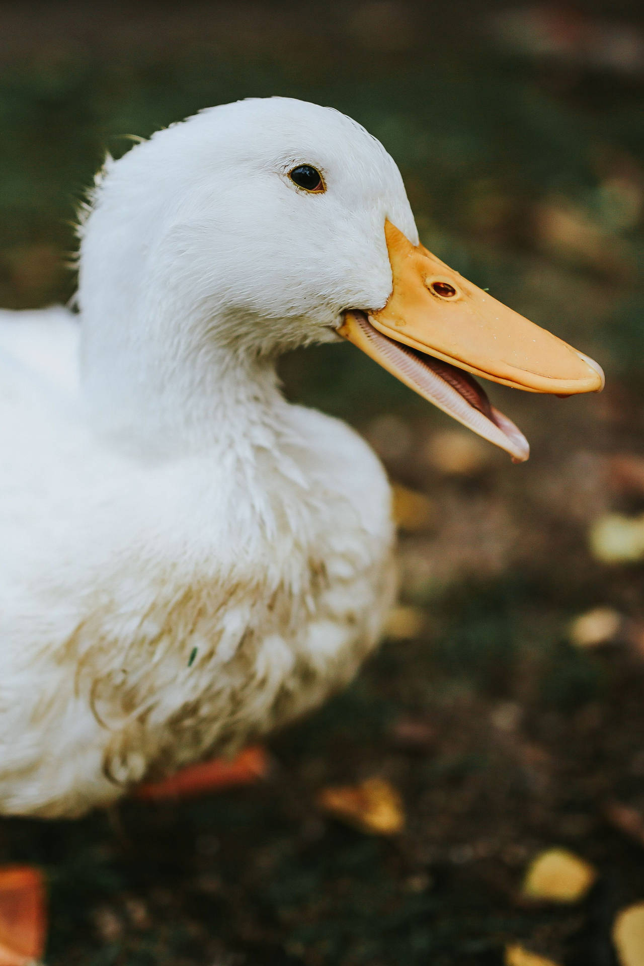 White Duck Bill Background
