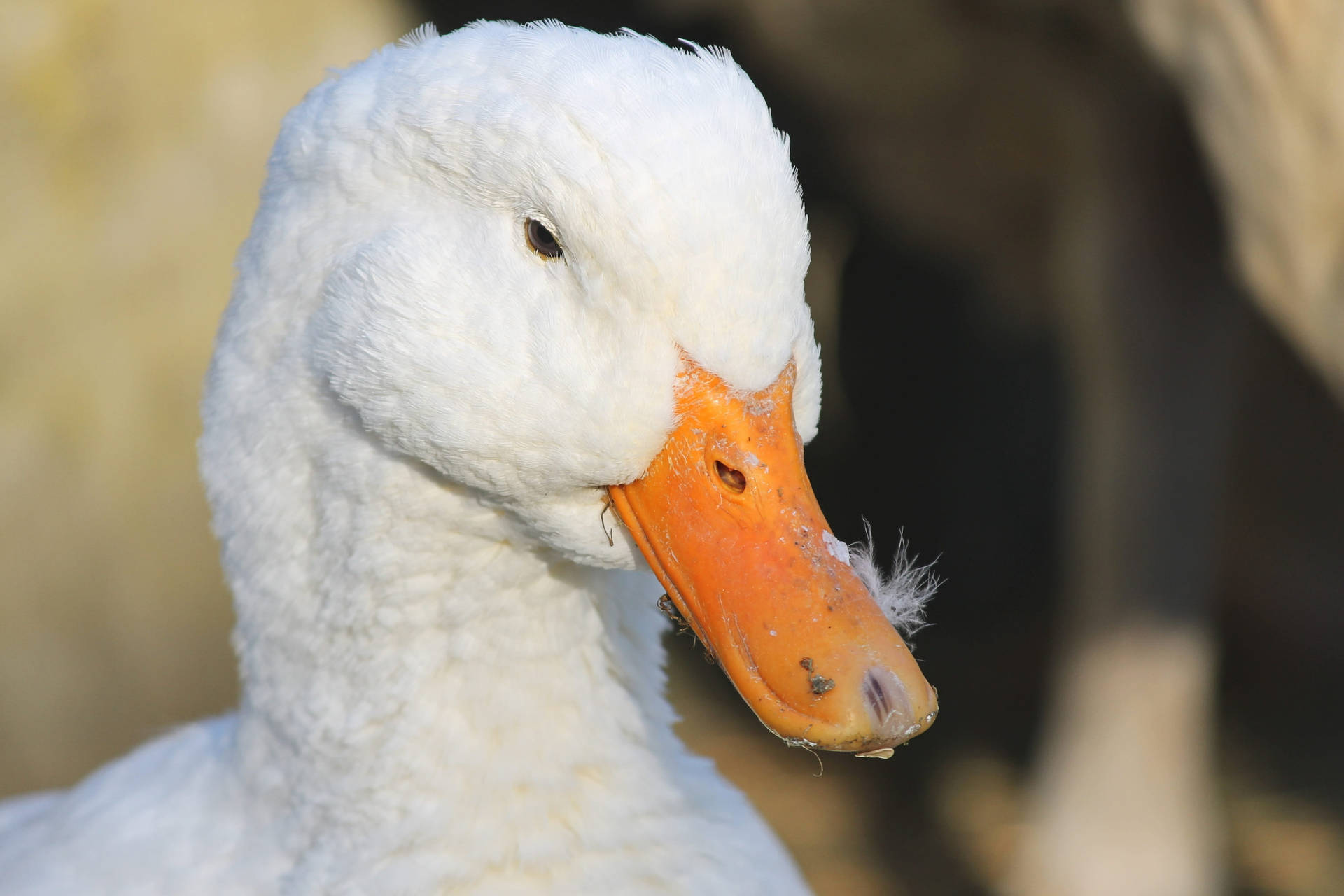 White Duck Close-up Background
