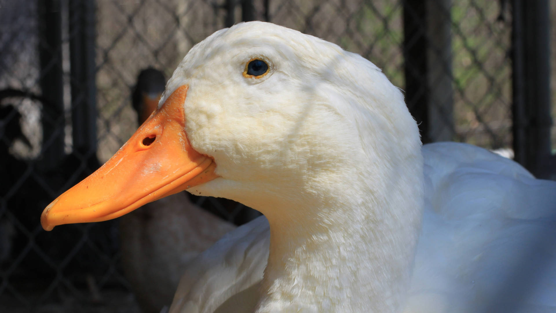 White Duck Face Close-up Background