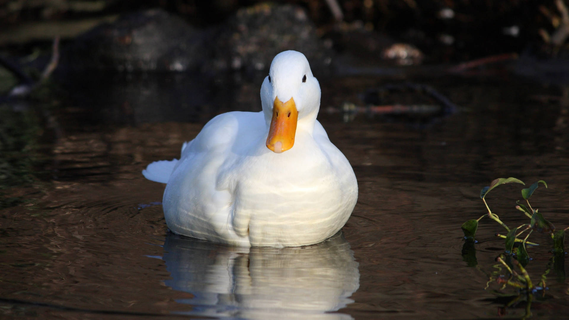 White Duck Floating Front View Background