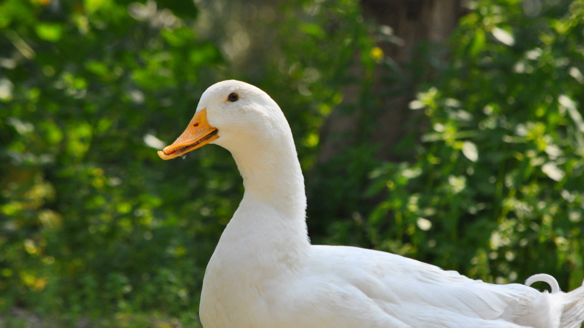 White Duck In Focus Background