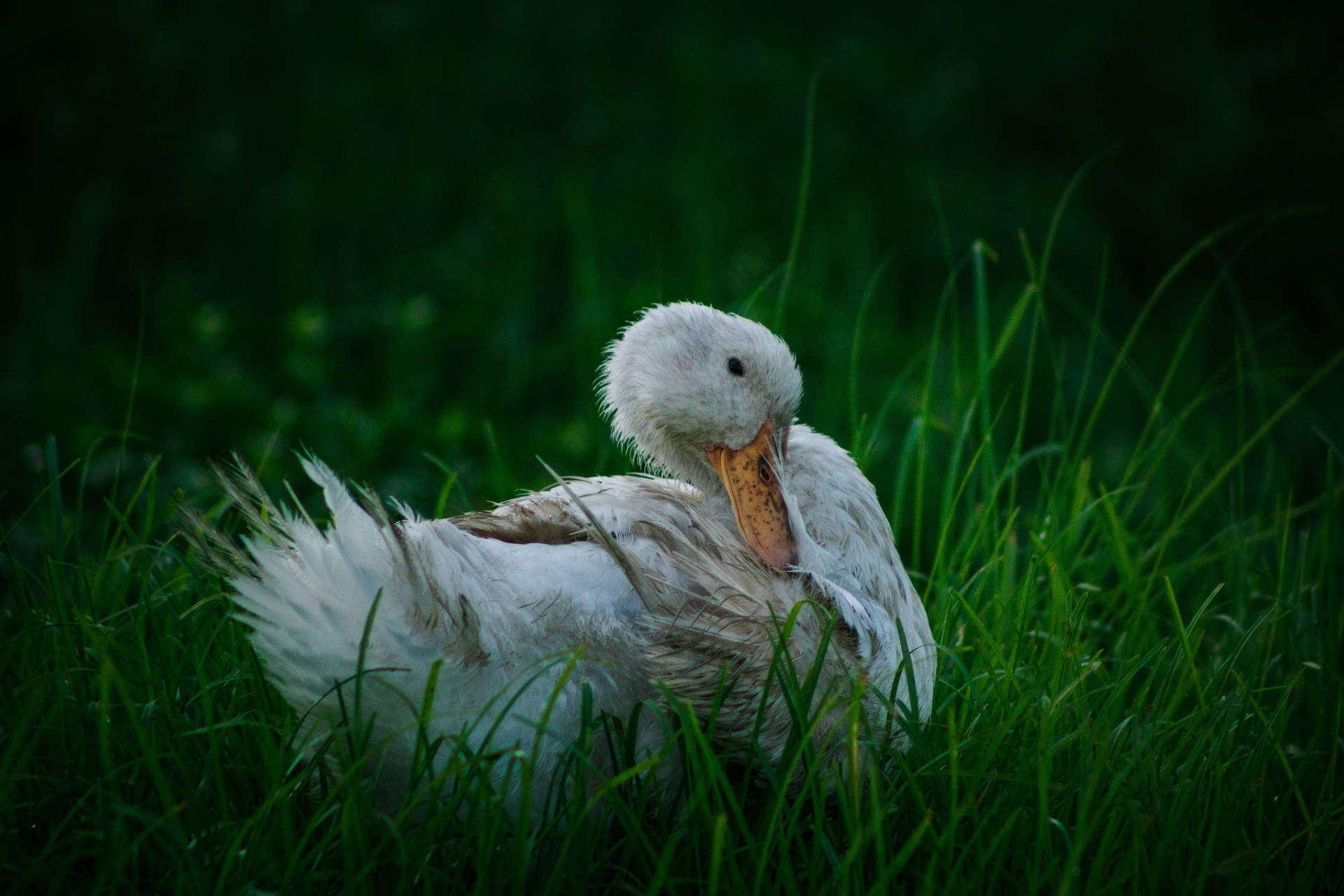 White Duck In Tall Grass Background