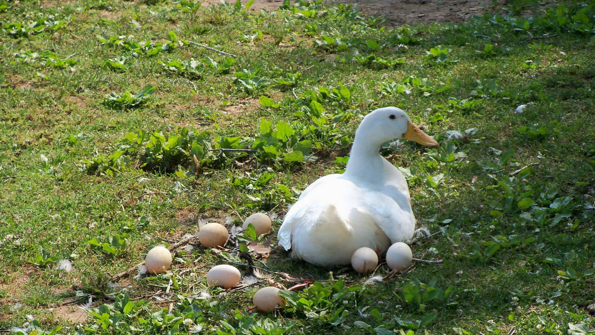White Duck Laying Eggs Background