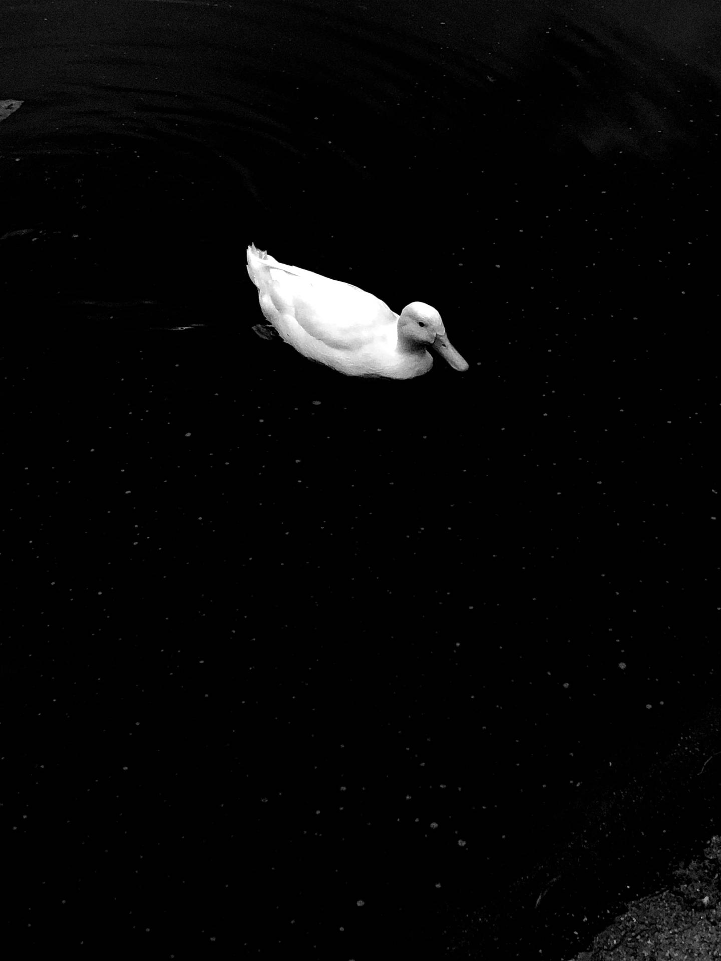 White Duck Top Angle Photography