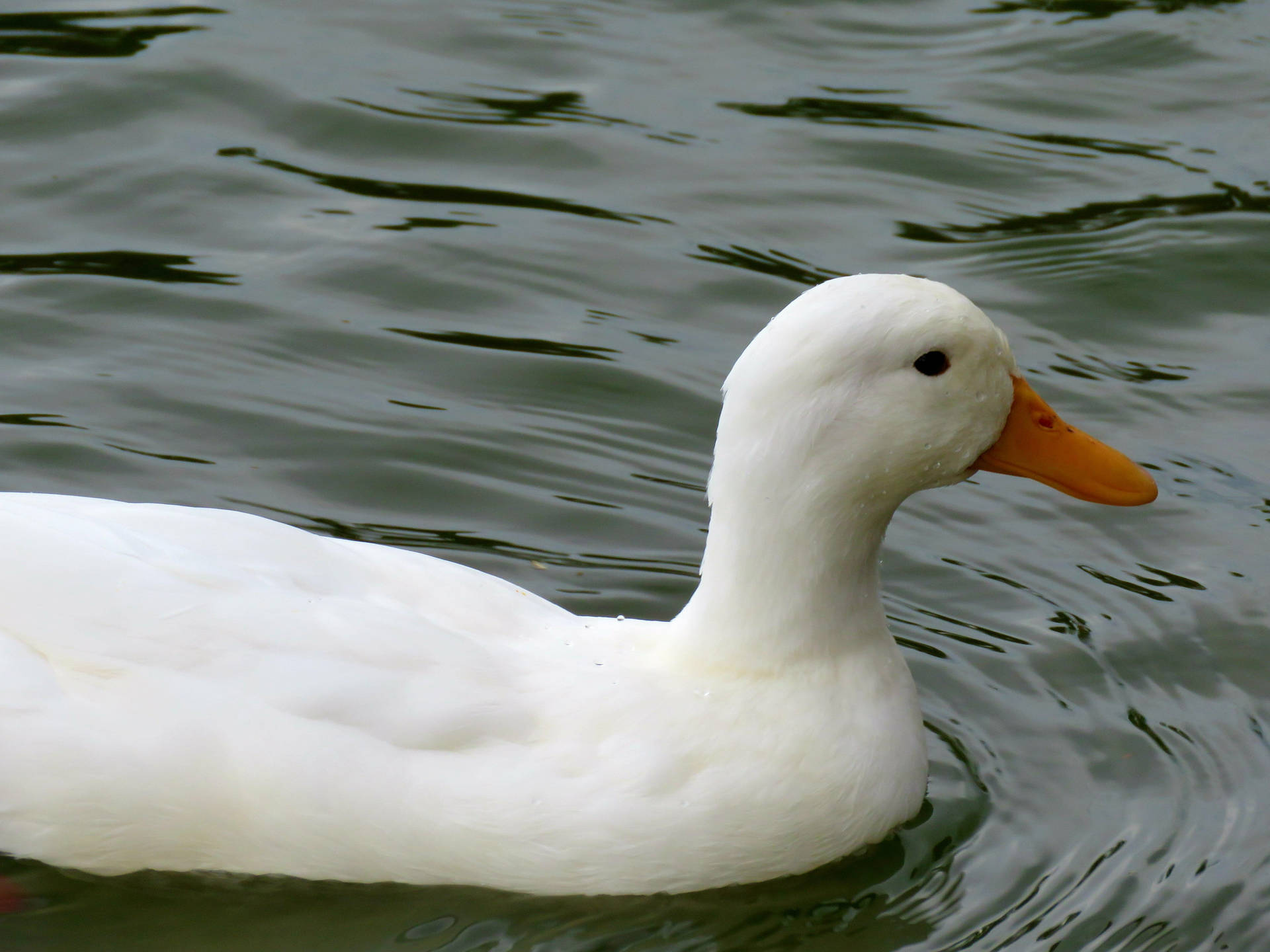 White Duck Water Ripples Background
